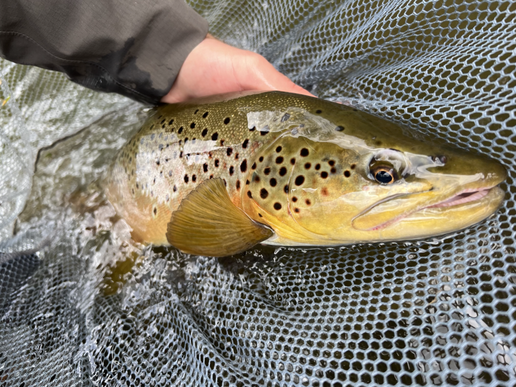 A large brown trout caught on a dry fly in Pennsylvania