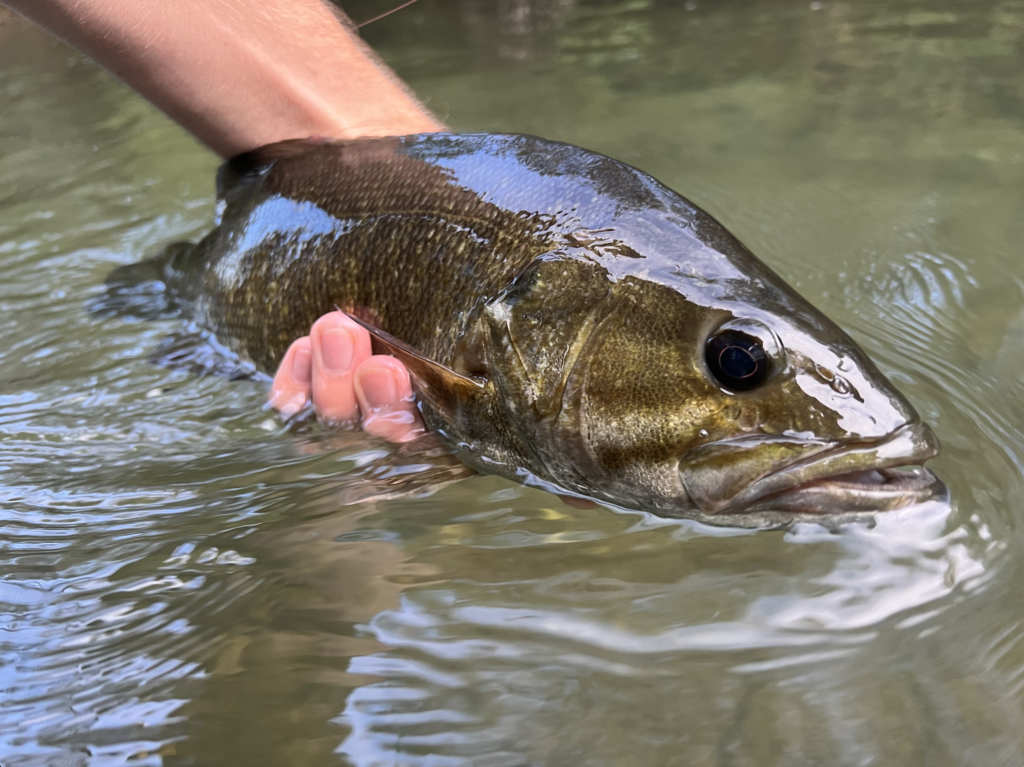 A bass caught fly fishing in Pennsylvania