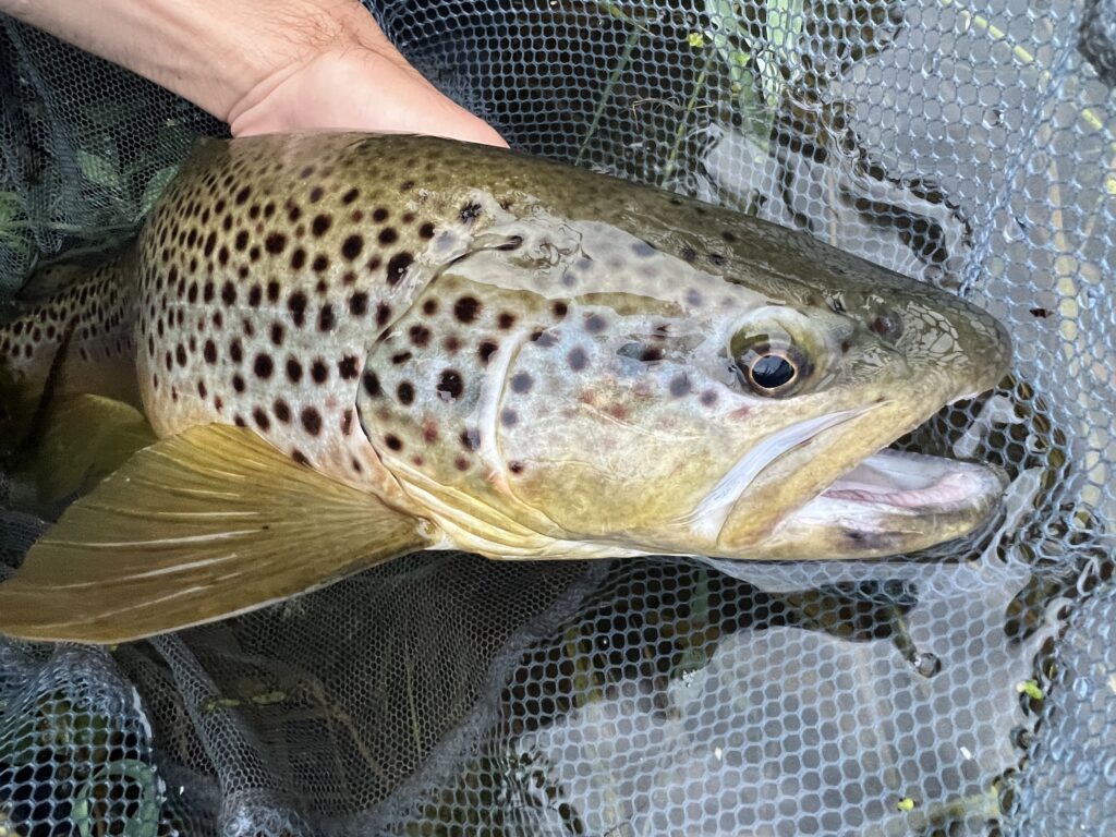 A large trout from a secret Cumberland Valley river