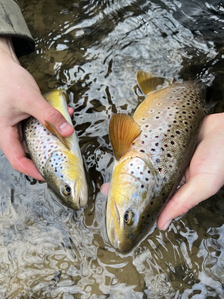 An angler with two fish caught euro nymphing