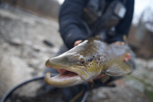 An angler with a spawning lake run brown trout