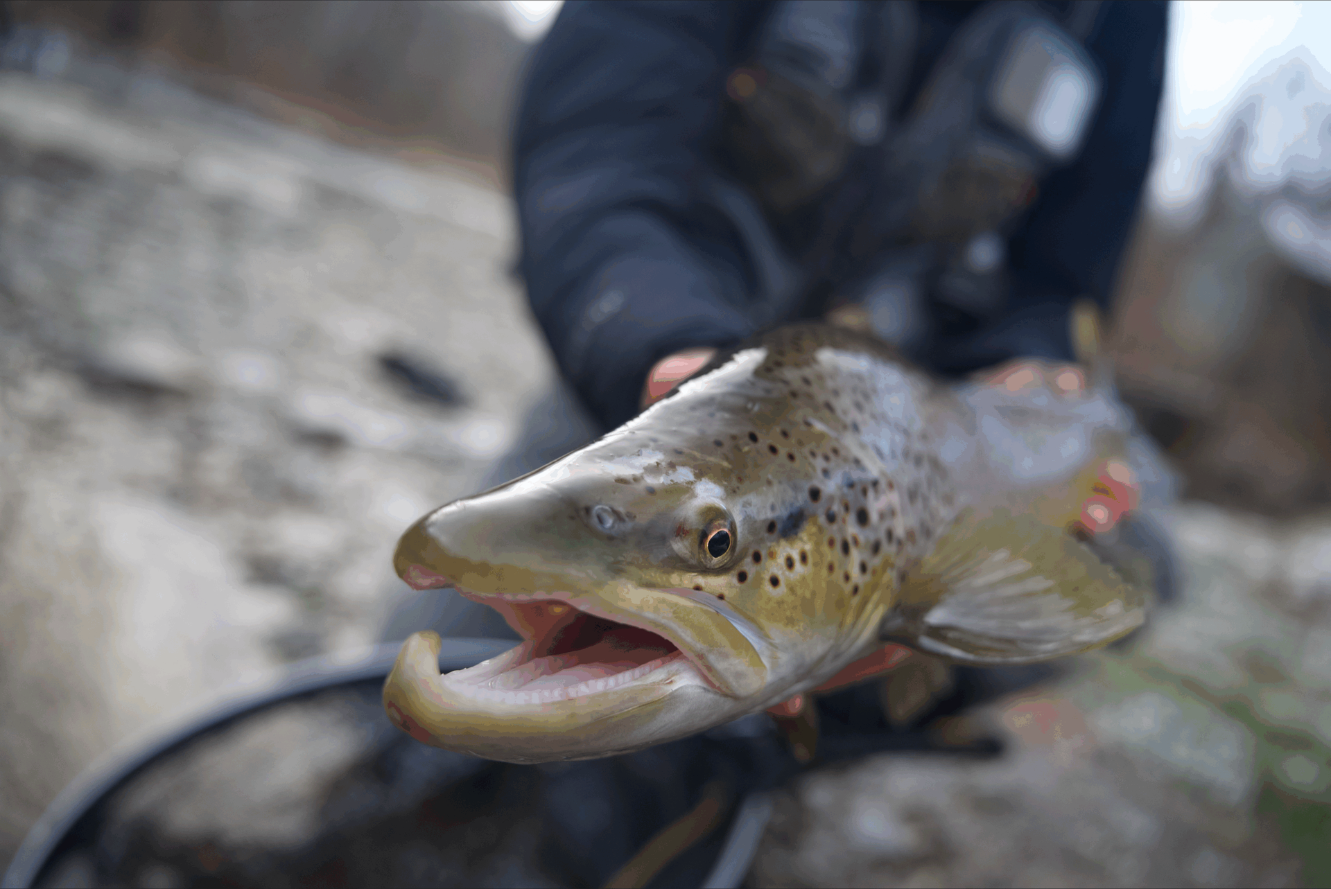 An angler with a spawning lake run brown trout