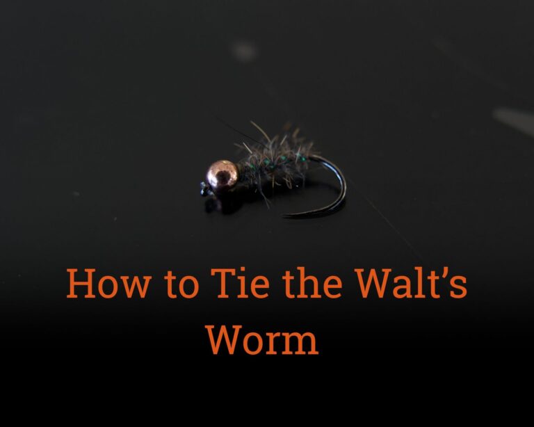 A picture of a walts worm fly