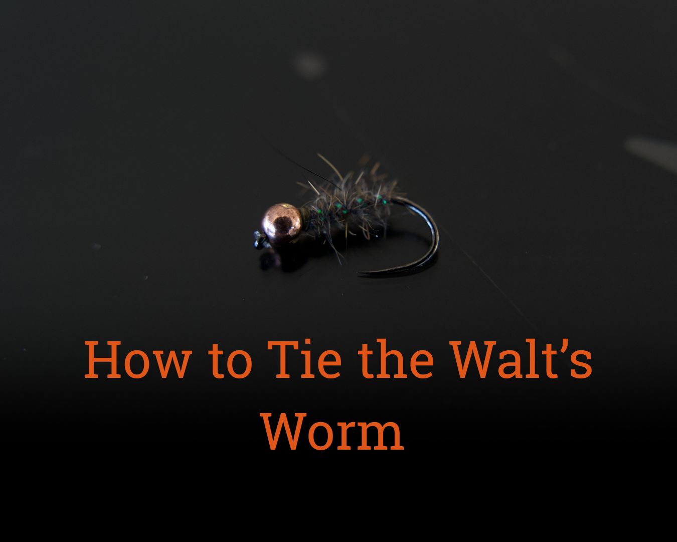 A picture of a walts worm fly