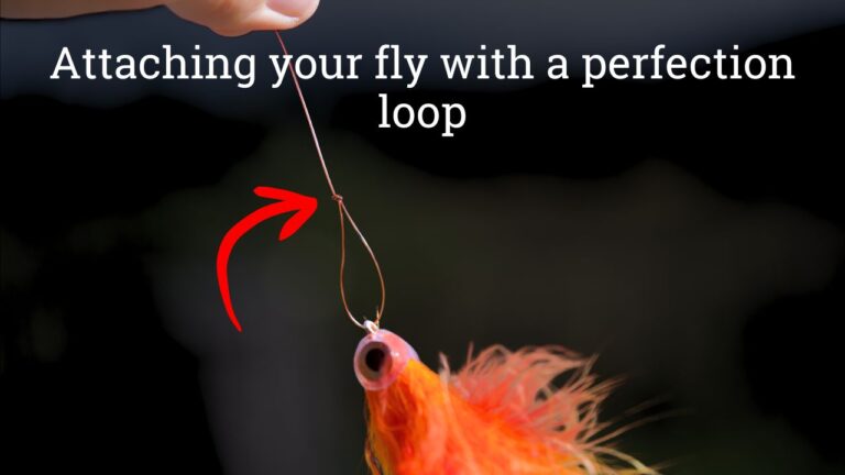 A large shark fly attached to a leader via a perfection loop knot