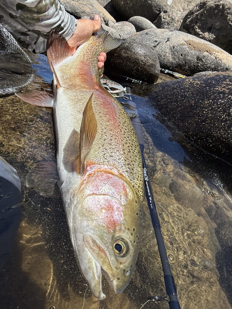 A rainbow trout caught on the fly