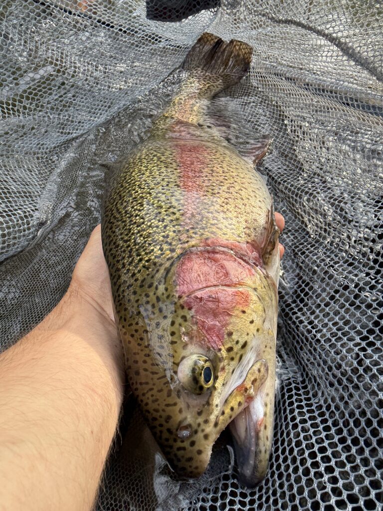 A stocked Central Pennsylvania rainbow trout