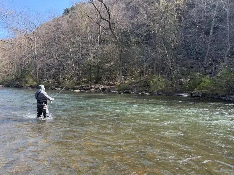 An angler euro nymphing during the start of the Grannom hatch in central PA