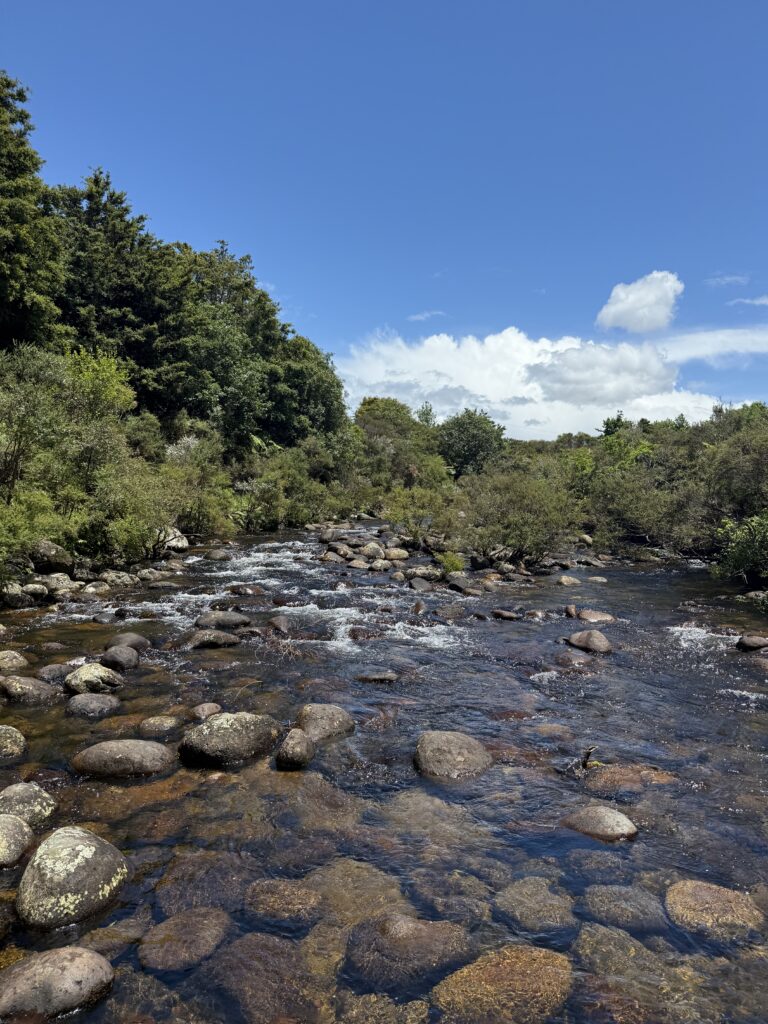 A small steam near Rotorua New Zealand