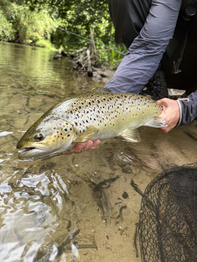 An average sized New Zealand Brown Trout