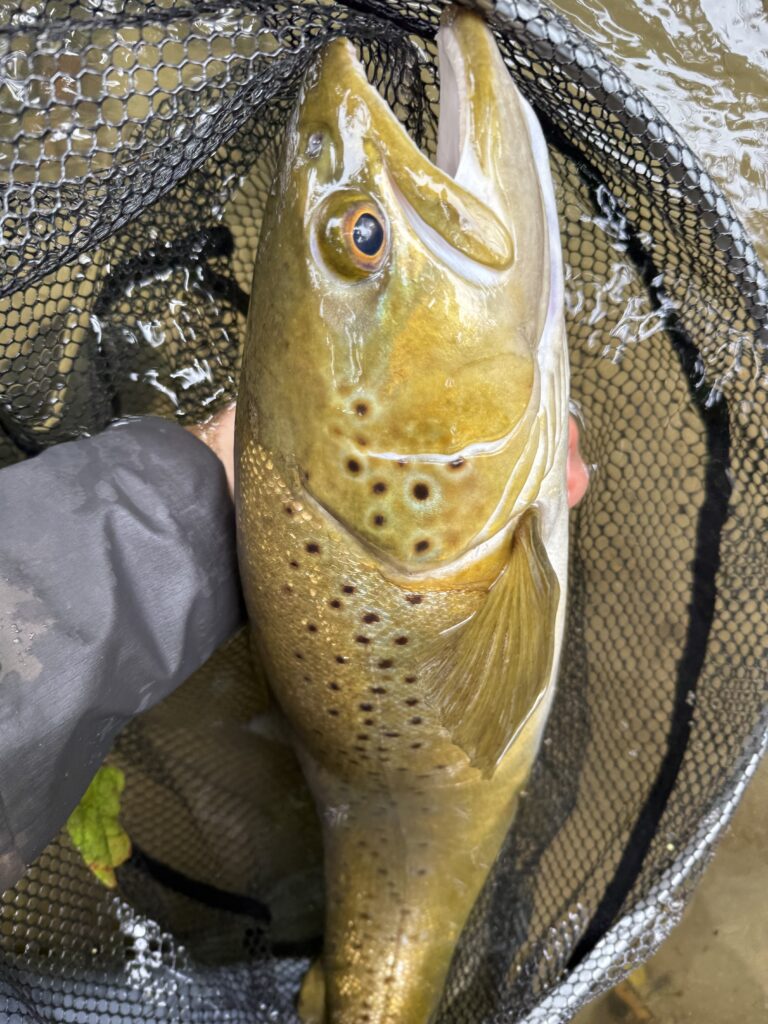 A big NZ Brown trout in a net